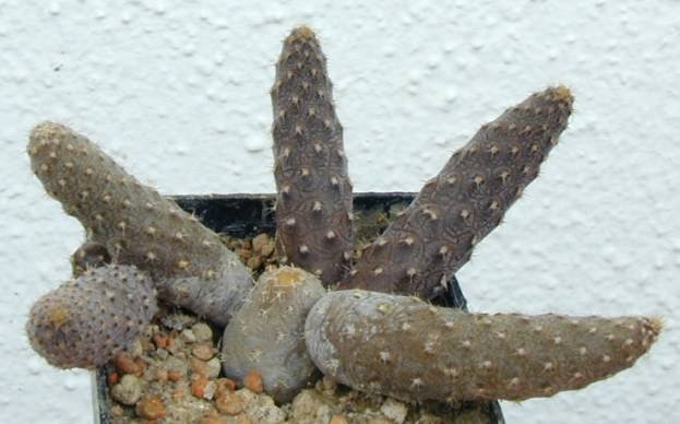 Pterocactus_gonjianii